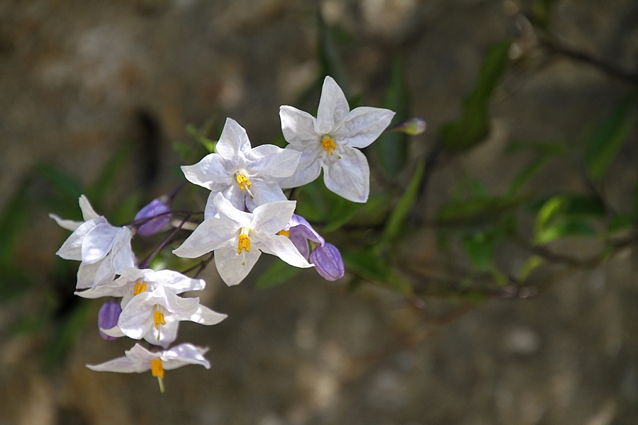 les petites fleurs blanches !