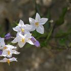 les petites fleurs blanches !