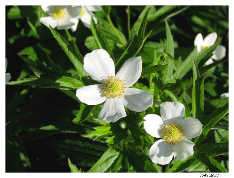 Les petites fleurs blanches