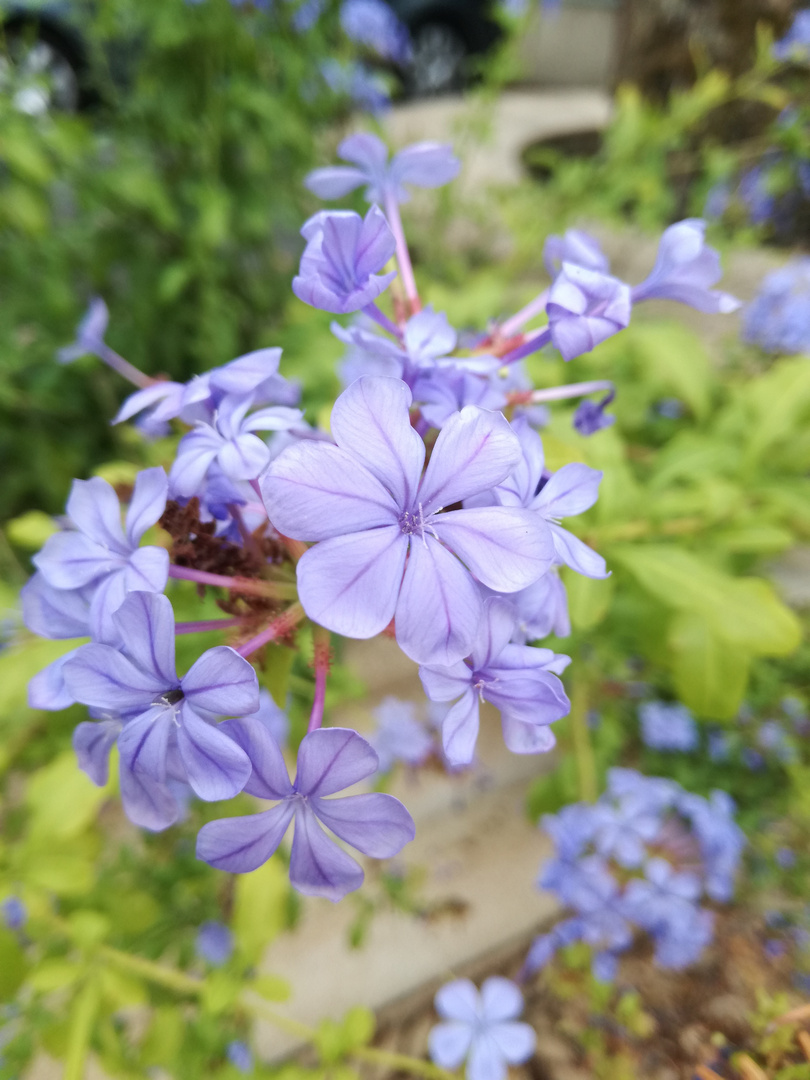 Les petites fleurs bleues ...