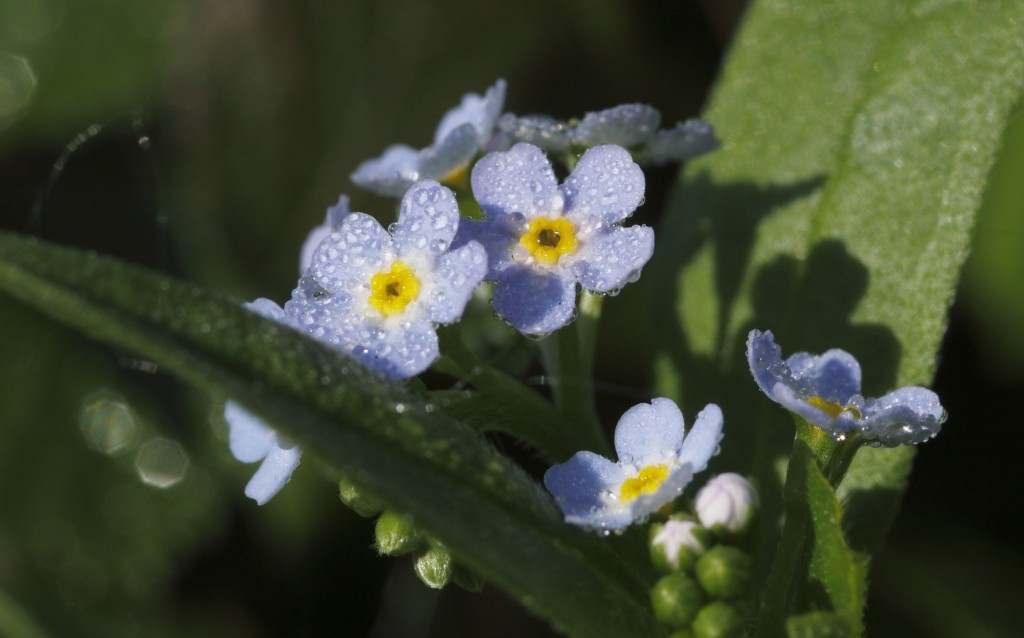 les petites fleurs et la rosée !