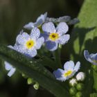 les petites fleurs et la rosée !