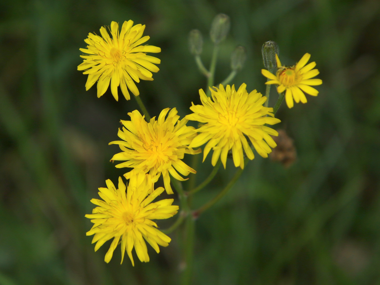 les petites fleurs jaunes !