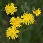 les petites fleurs jaunes !