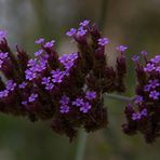 Les petites fleurs mauves