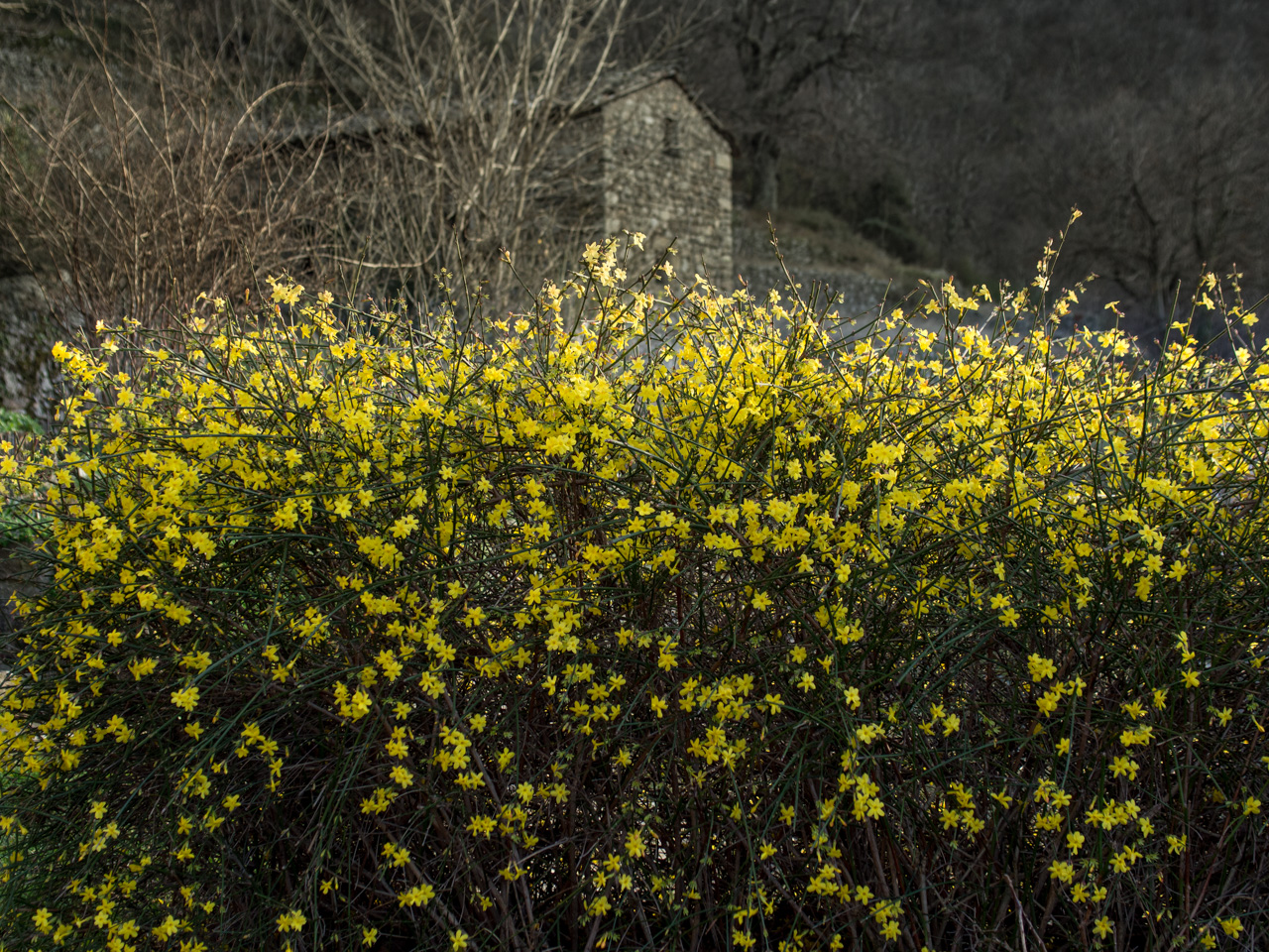 les petites fleurs ne me disent rien...