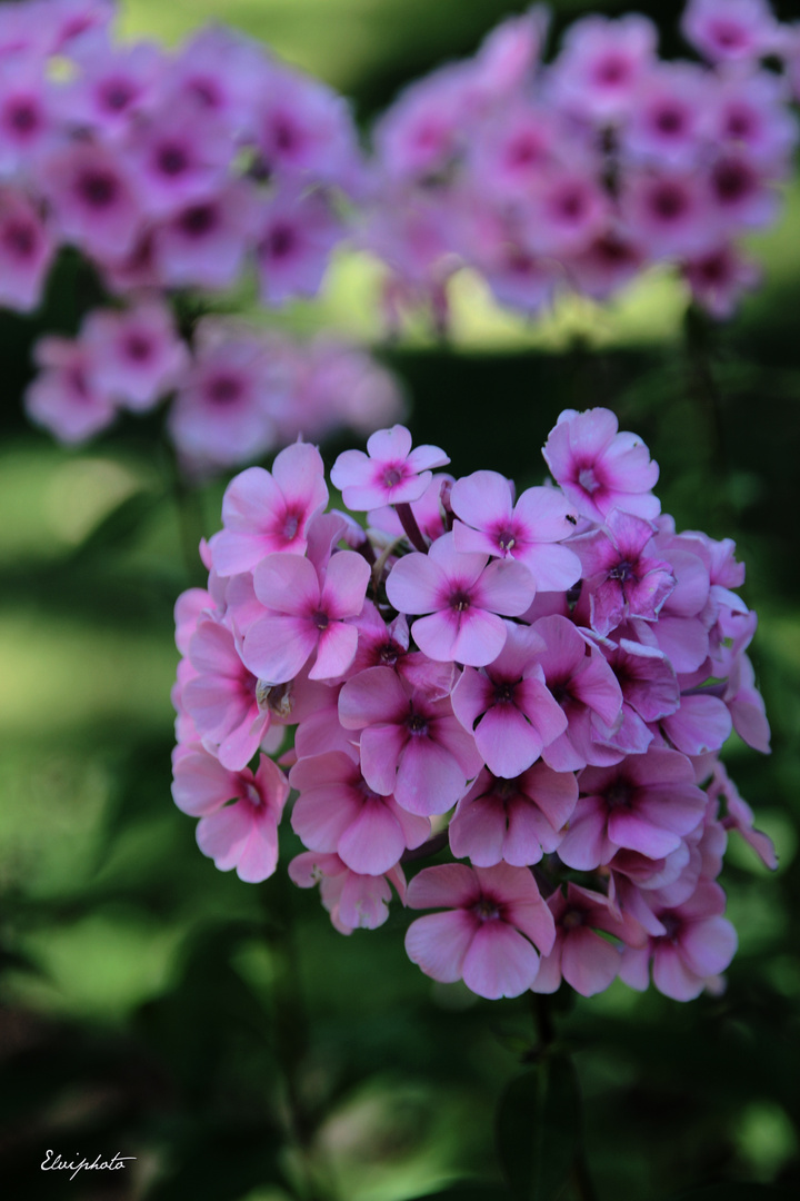 Les petites fleurs roses