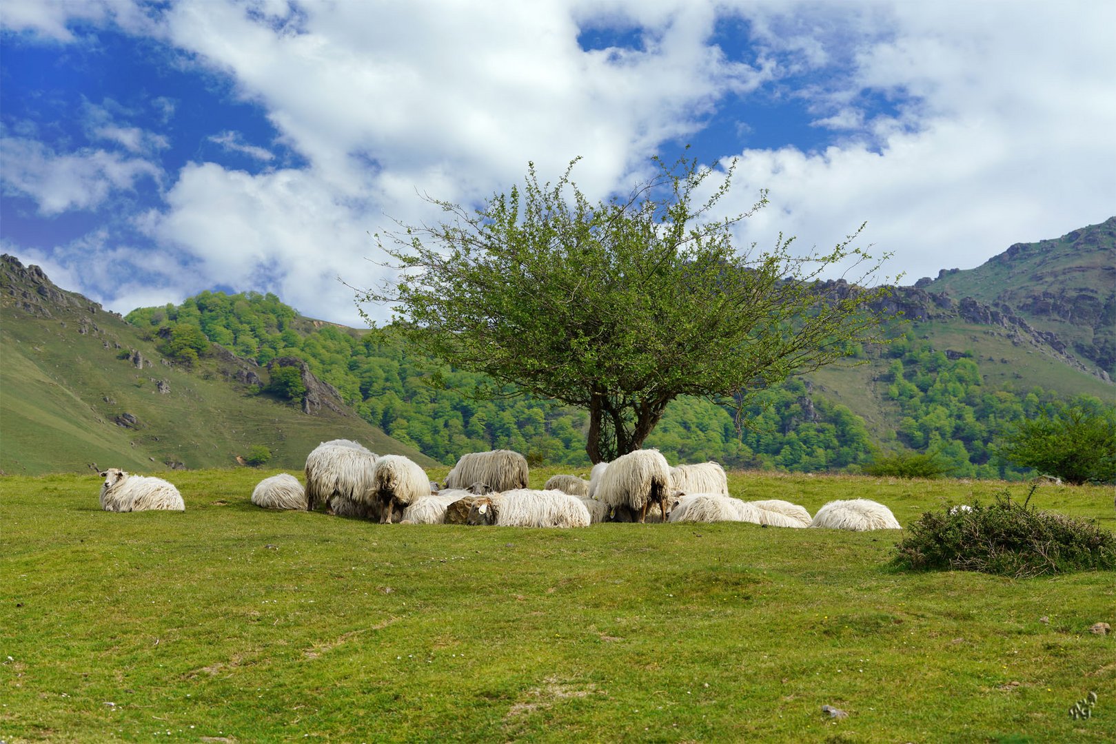 Les petites laines du Pays Basque...