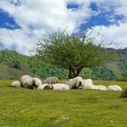 Les petites laines du Pays Basque...