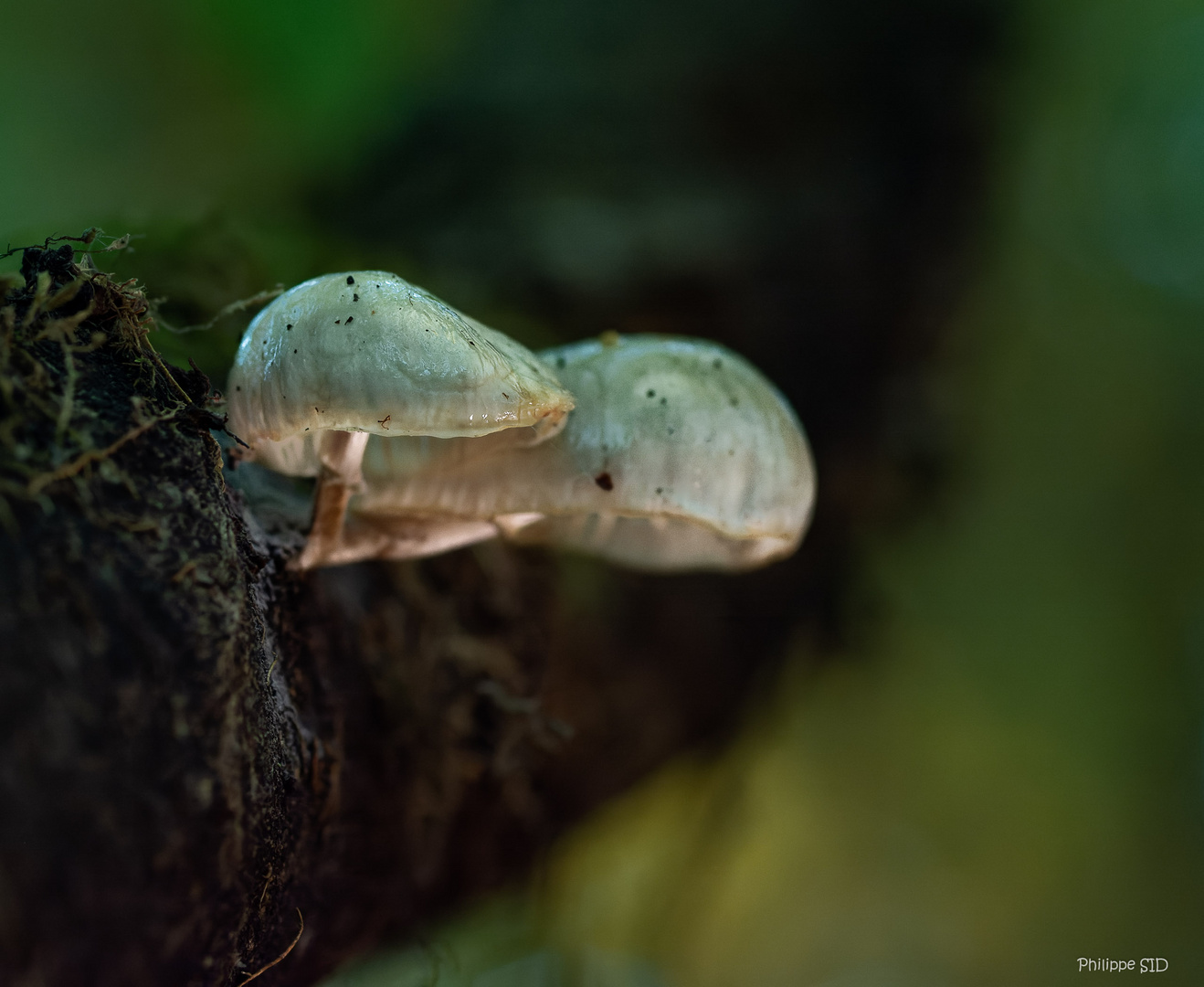 Les petites ombrelles de la forêt