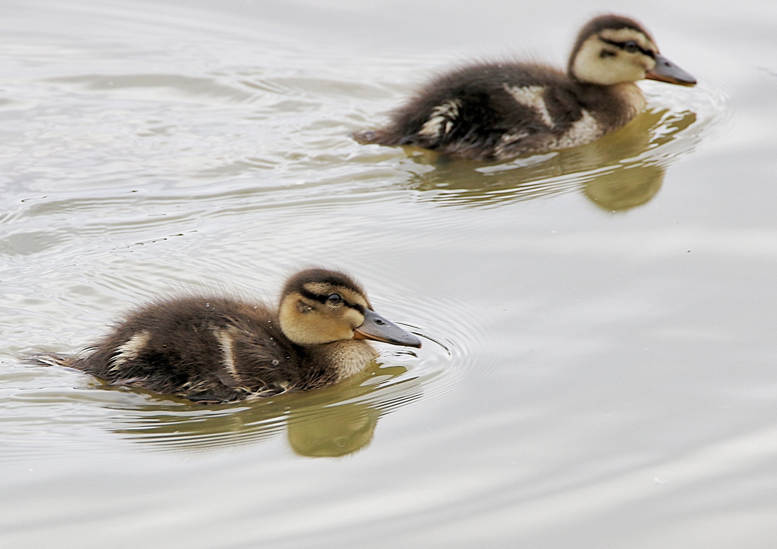 les petits canards !