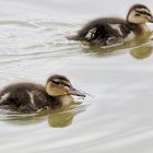 les petits canards !