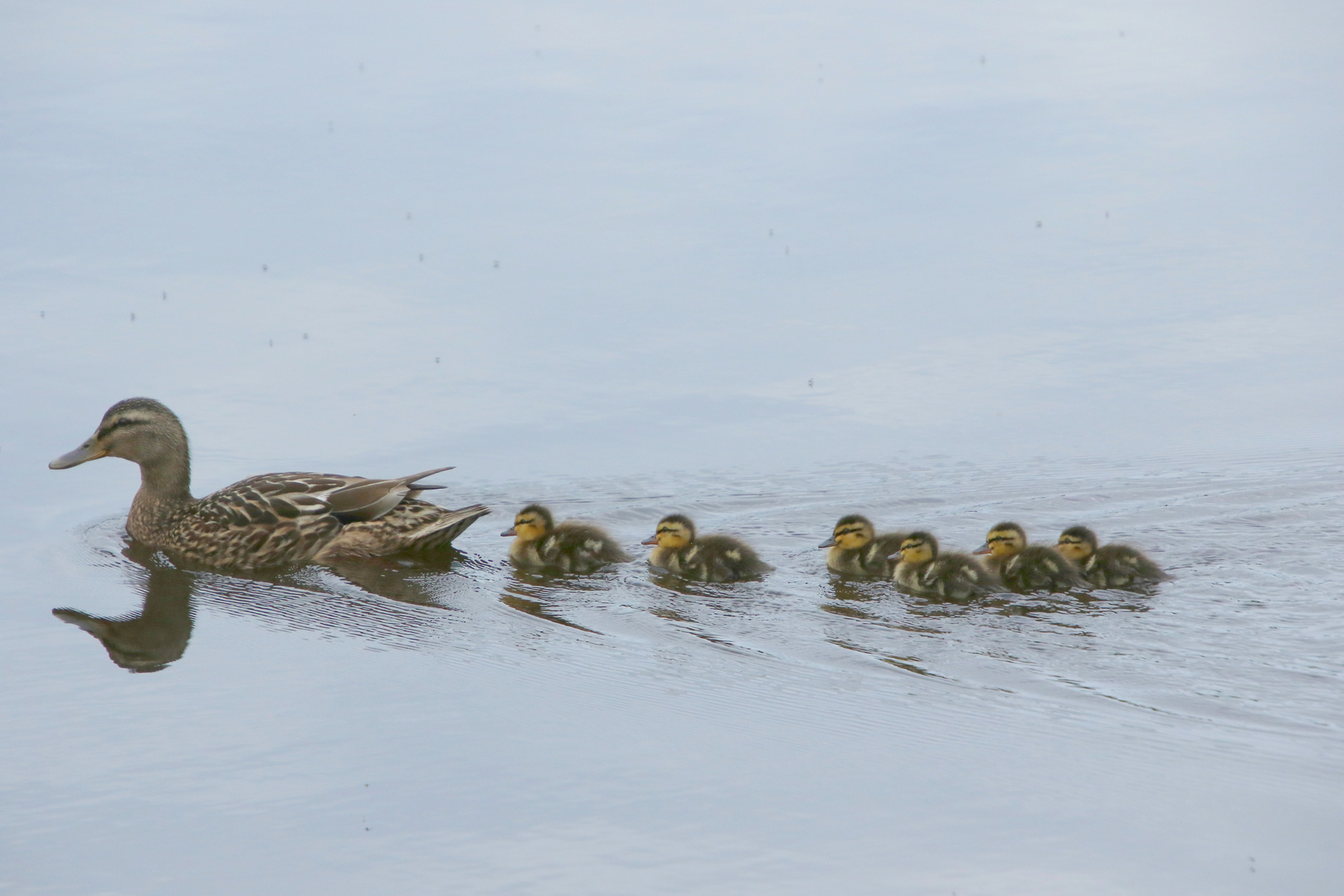 les petits canards !