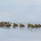 les petits canards !