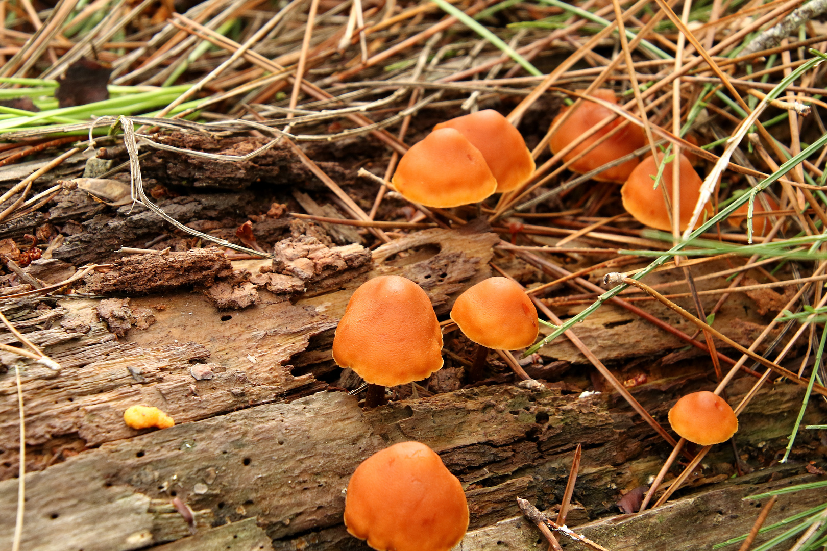 les petits champignons 