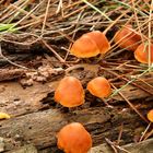 les petits champignons 