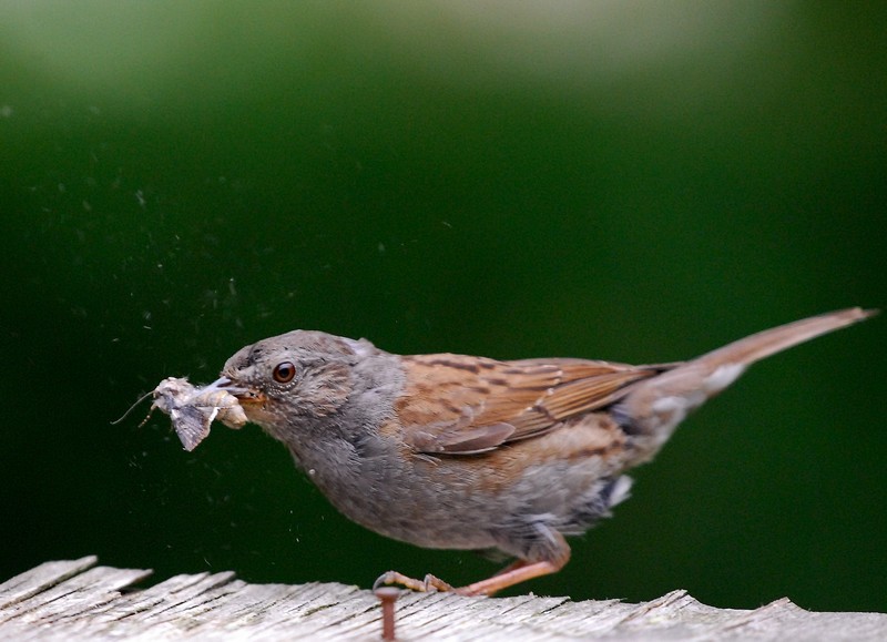 Les petits chasseurs du jardin