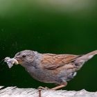 Les petits chasseurs du jardin