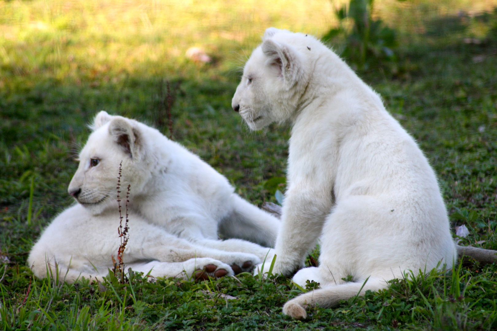 les petits curieux