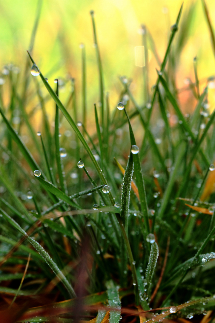 les petits lutins dans l' herbe