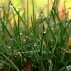 les petits lutins dans l' herbe