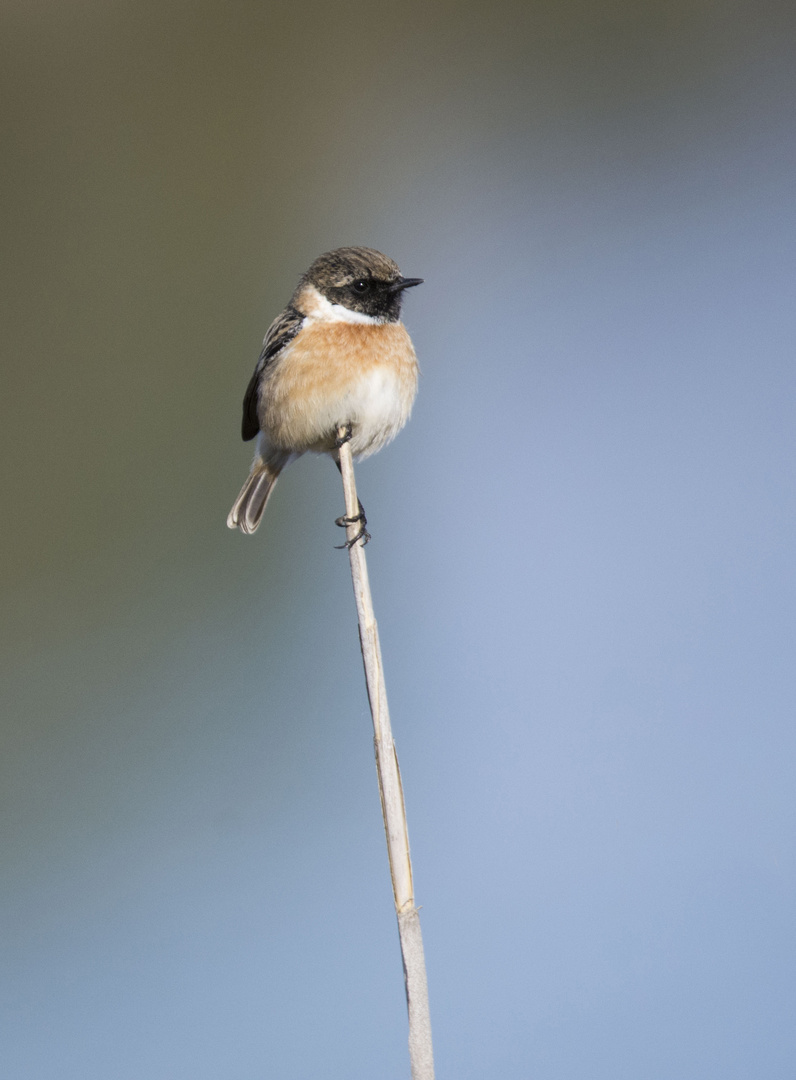 les petits oiseaux 