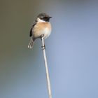 les petits oiseaux 