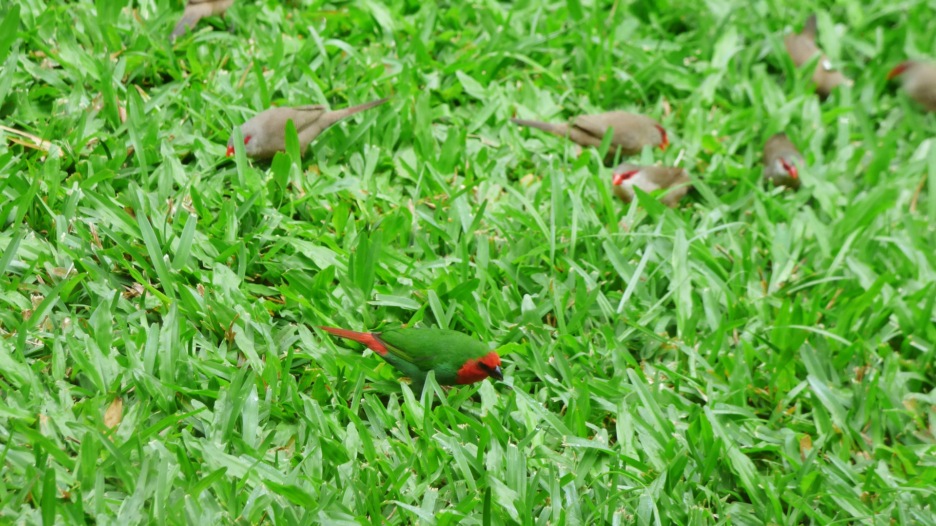 Les petits oiseaux du jardin