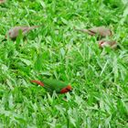 Les petits oiseaux du jardin