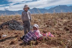 Les petits ramasseurs de patates