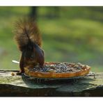 Les pieds dans le plat par gourmandise