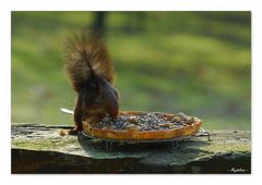 Les pieds dans le plat par gourmandise