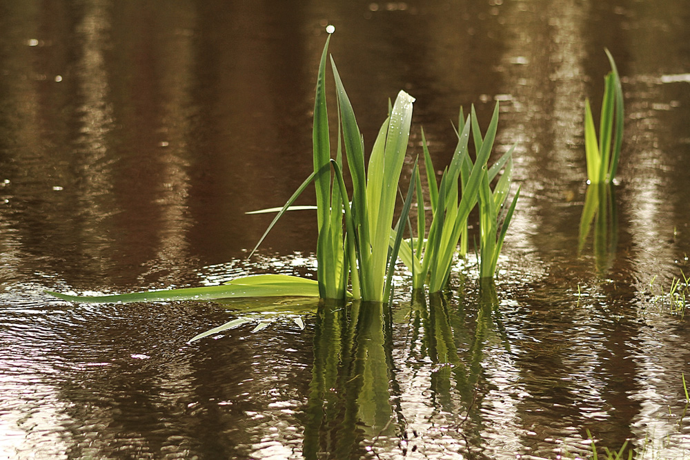 les pieds dans l'eau !