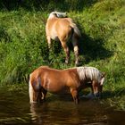 Les pieds dans l'eau 1