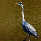 les pieds dans l'eau