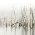 les pieds dans l'eau