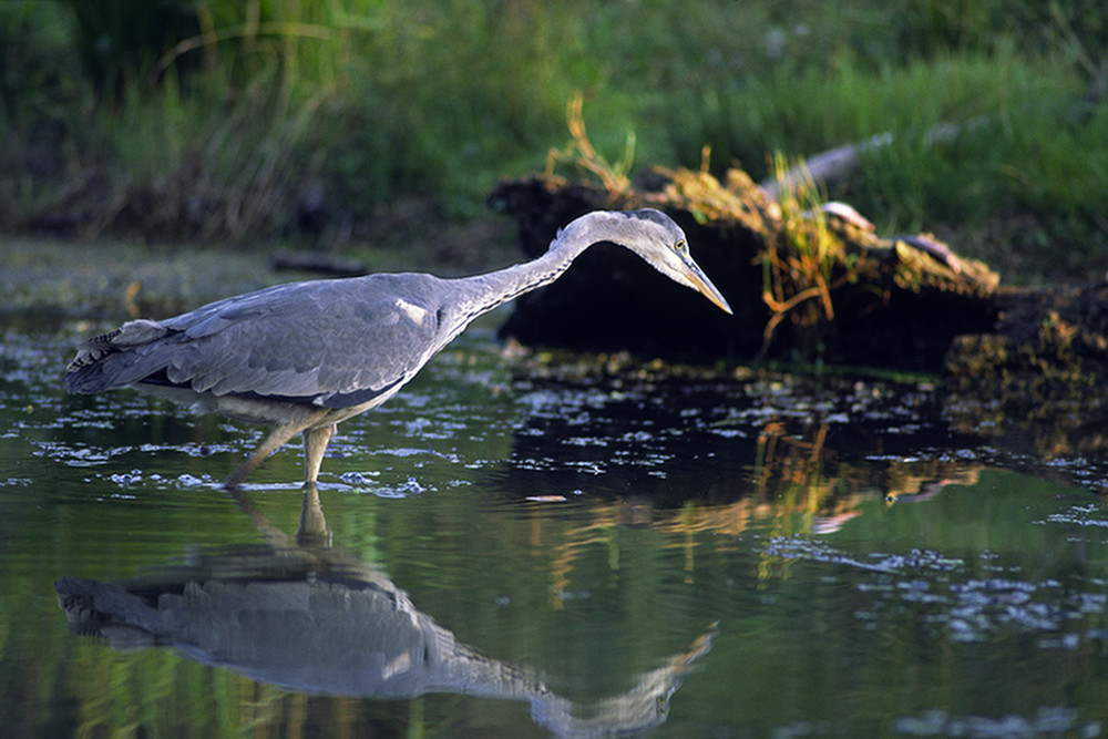 Les pieds dans l'eau