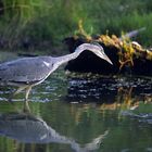 Les pieds dans l'eau