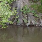 Les pieds dans l'eau !