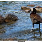 les pieds ...dans l'eau!