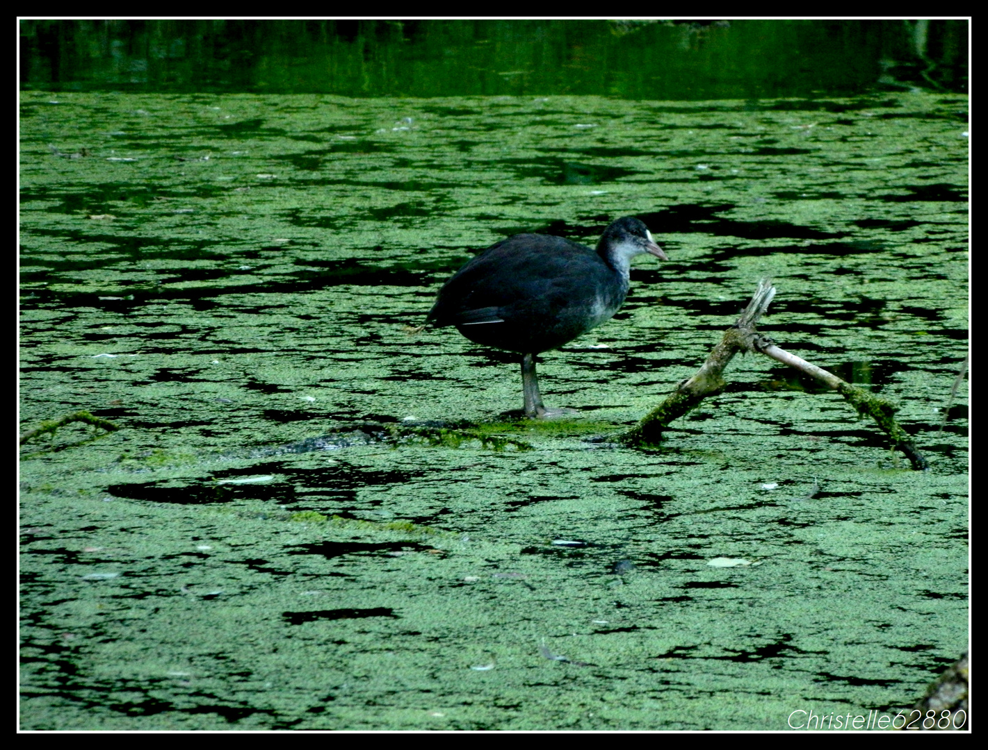 les pieds dans l'eau