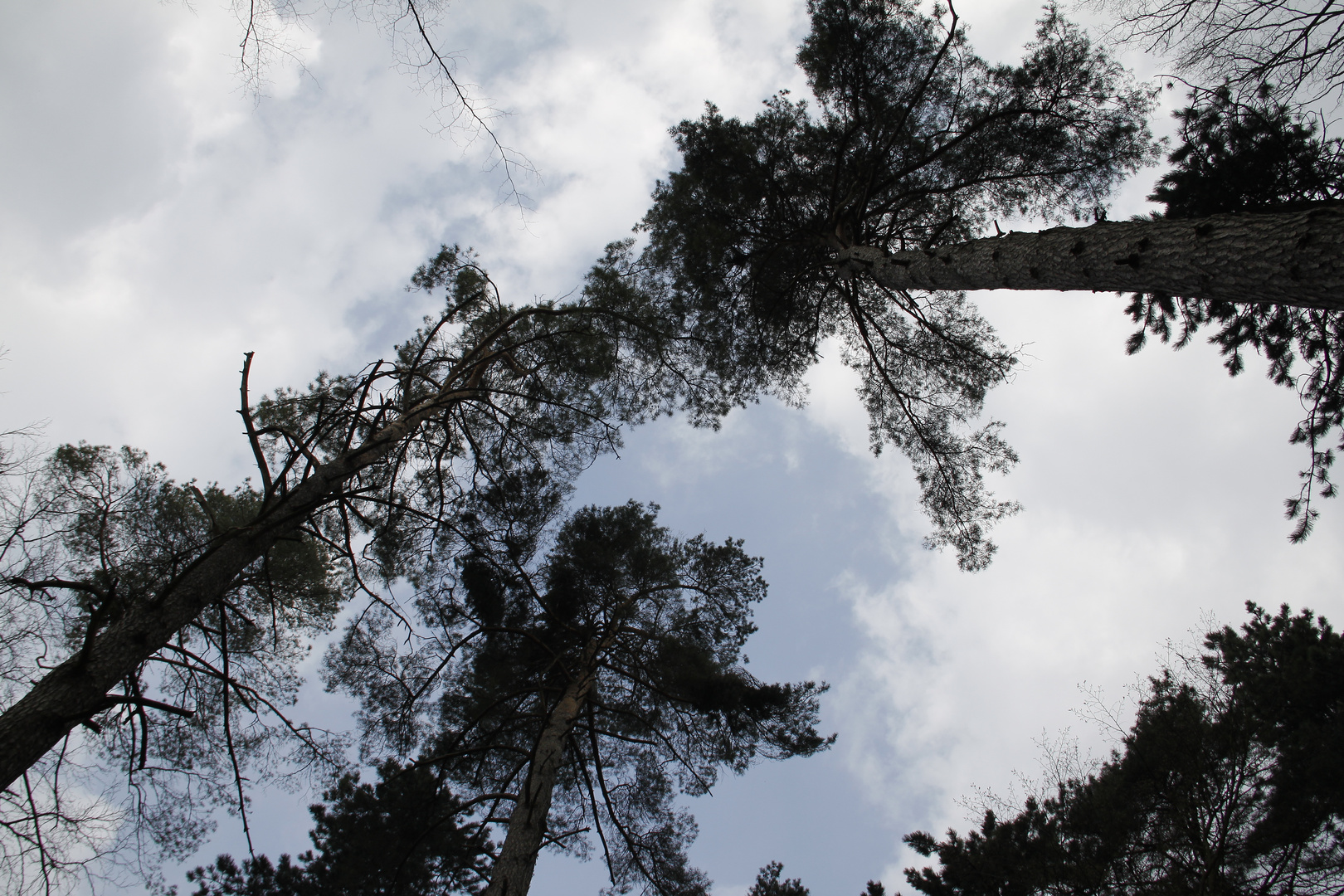 Les pieds sur terre, la tête dans les nuages