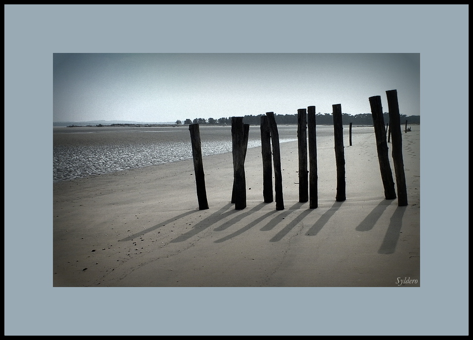 Les pieux photo et image arbres, nature, océan Images