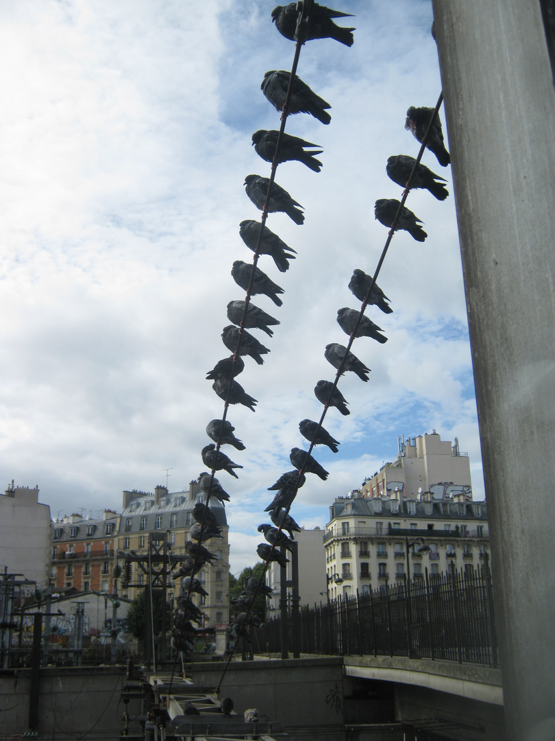 Les pigeons