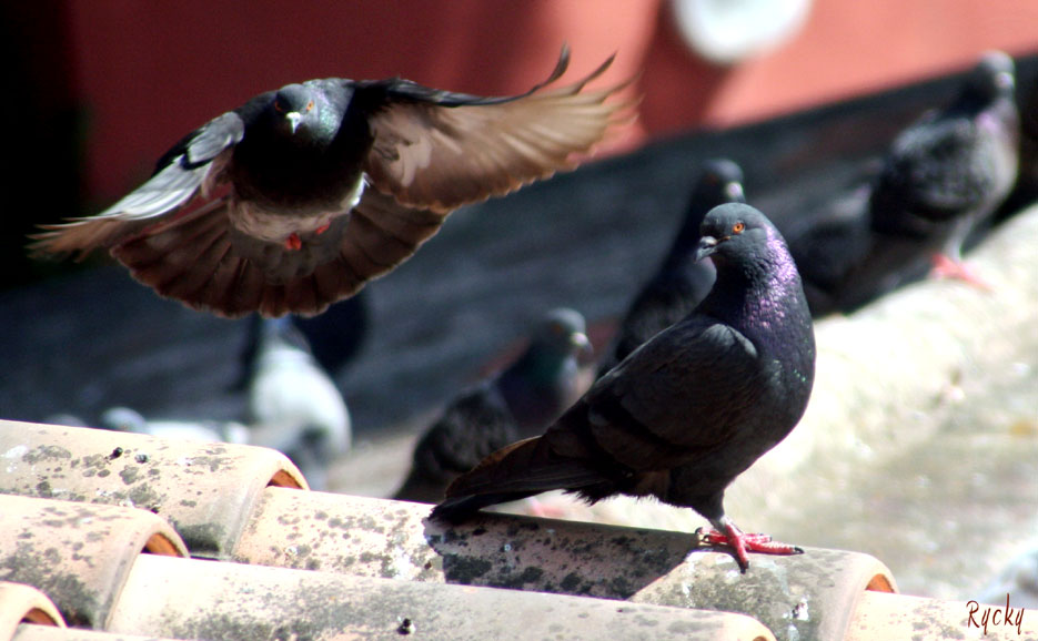 Les pigeons...