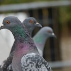 Les Pigeons Américains :-)