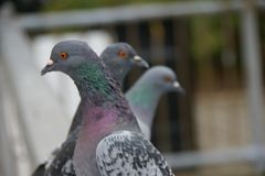 Les Pigeons Américains :-)