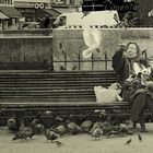 Les Pigeons