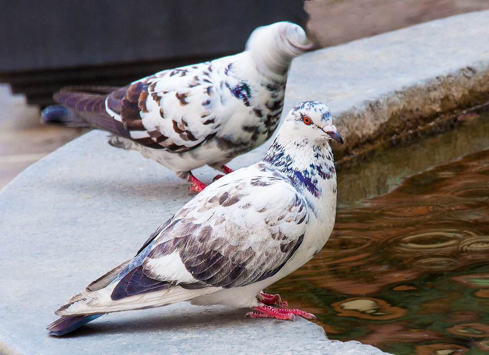 Les pigeons