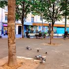 Les pigeons